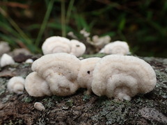 Mycorrhaphium adustum