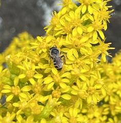 Callandrena