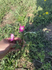 Callirhoe involucrata