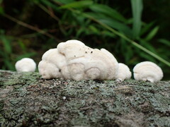 Mycorrhaphium adustum