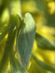 Gyponana