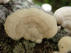 Mycorrhaphium adustum