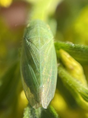 Gyponana