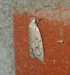 Scythropiodes hamatellus