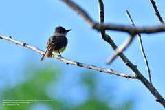 Myiarchus yucatanensis