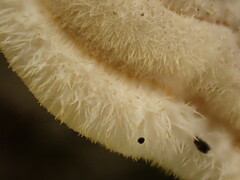 Mycorrhaphium adustum