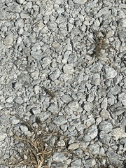 Oedipodinae