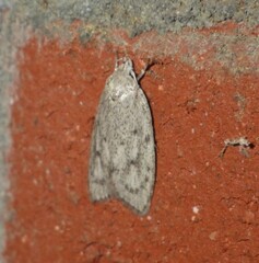 Scythropiodes hamatellus
