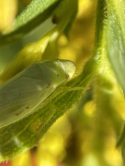 Gyponana