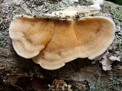 Mycorrhaphium adustum