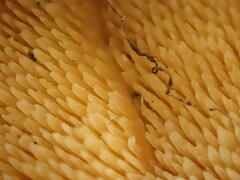 Mycorrhaphium adustum