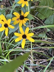 Rudbeckia fulgida
