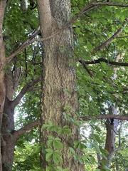 Acer nigrum