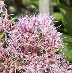 Melissodes druriellus