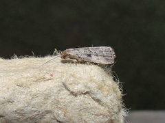 Hypenodes fractilinea