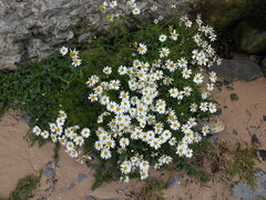 Tripleurospermum maritimum