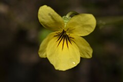 Viola