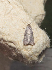Hypenodes fractilinea