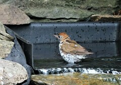 Hylocichla mustelina