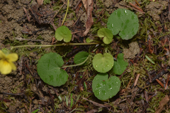 Viola