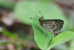 Callimormus interpunctata
