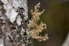 Sphaerophorus tuckermanii