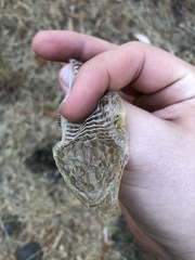 Elgaria multicarinata scincicauda