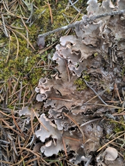 Peltigera canina