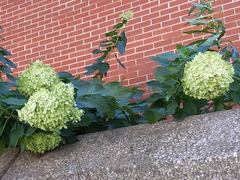 Hydrangea macrophylla