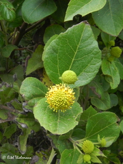 Podanthus ovatifolius