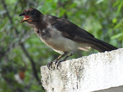 Psilorhinus morio