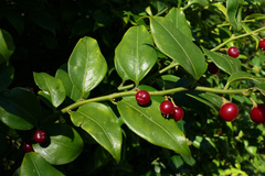 Sarcococca ruscifolia