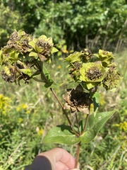 Silphium