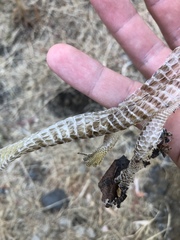 Elgaria multicarinata scincicauda
