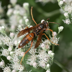 Polistes