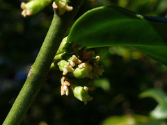 Sarcococca ruscifolia