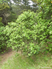 Podanthus ovatifolius