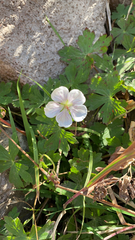Geranium richardsonii