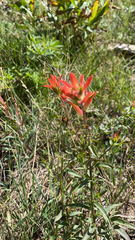 Castilleja