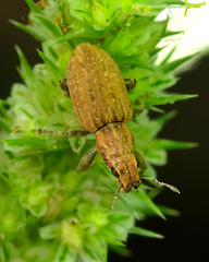 Sitona lepidus