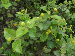 Podanthus ovatifolius