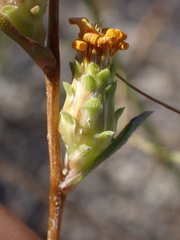 Pyrrocoma racemosa