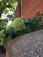Hydrangea macrophylla
