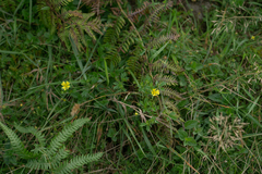 Potentilla erecta