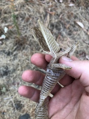 Elgaria multicarinata scincicauda