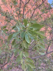 Forestiera pubescens