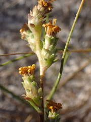 Pyrrocoma racemosa