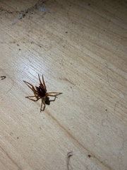 Dysdera crocata