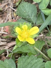 Potentilla argentea