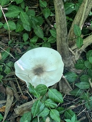 Agaricus placomyces